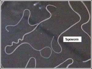 tapeworms2