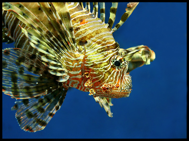 Red Sea Lionfish