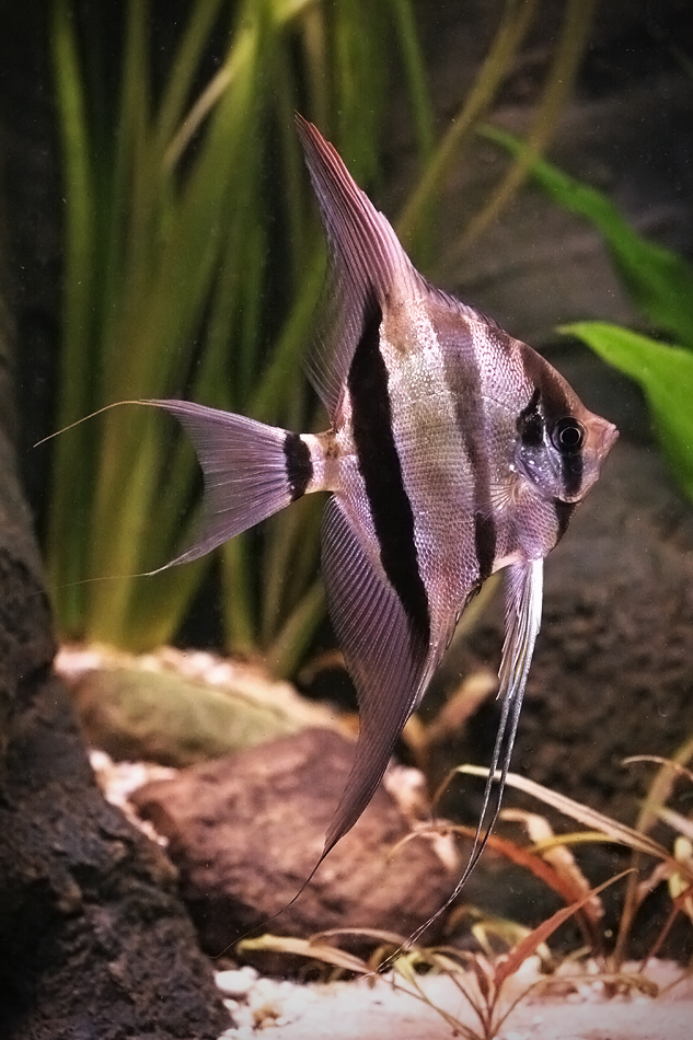 Pterophyllum altum Pellegrin, 1903