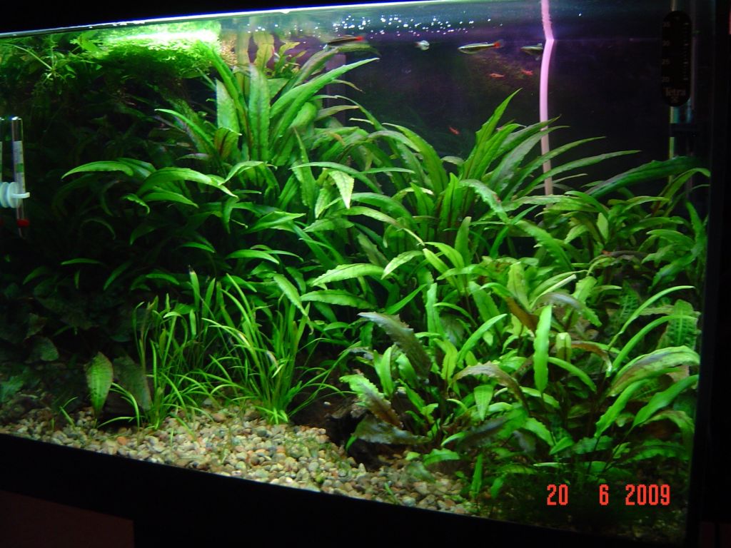 skaridi 045