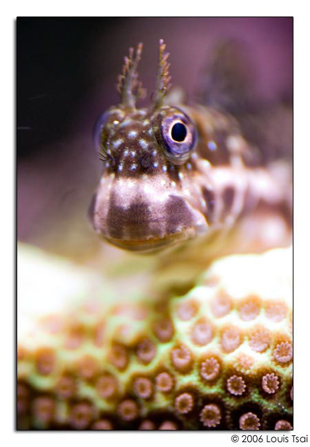 blenny 03