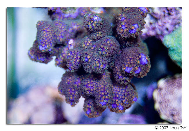 montipora purple green top