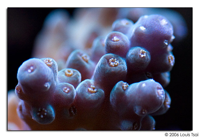 acropora purple