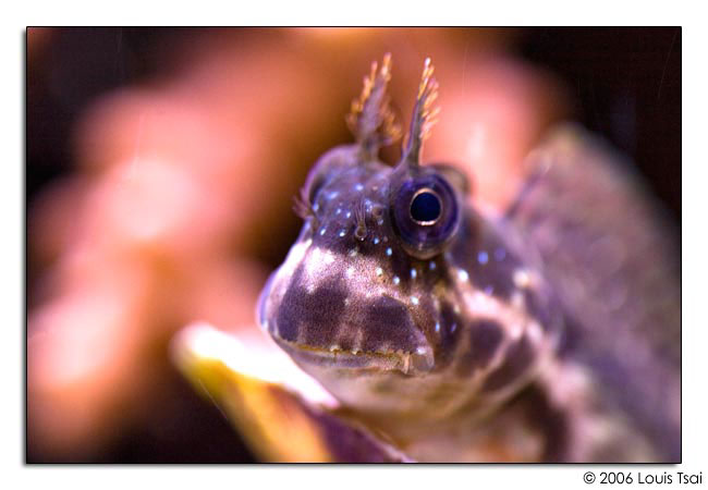 blenny 02