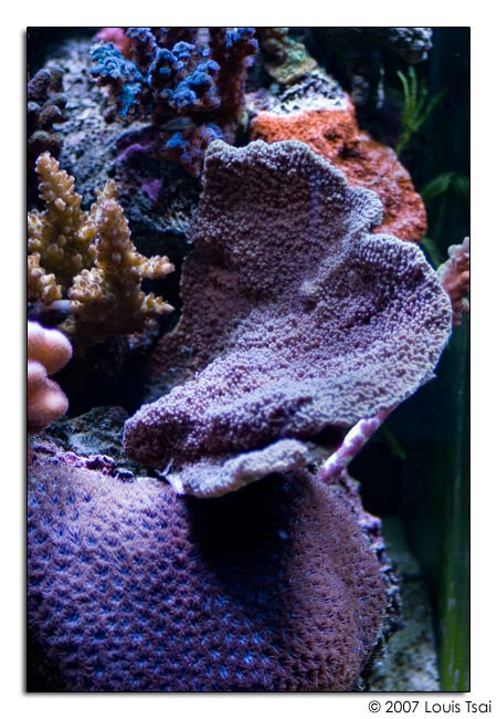 montipora purple plating