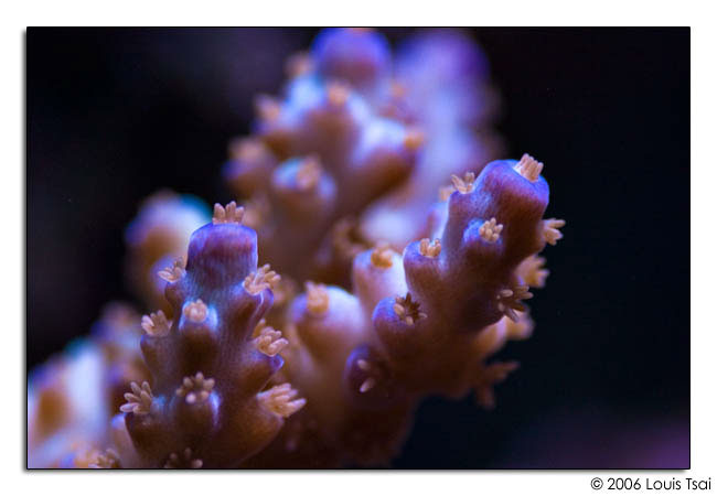 acropora tricolor