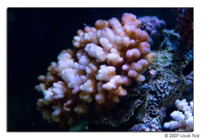 pocillopora pink