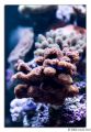 montipora purple green
