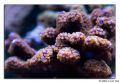 montipora purple green closeup