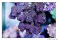 montipora purple green top