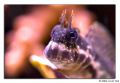 blenny 02