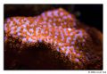 montipora purple orange encrusting