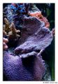 montipora purple plating