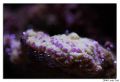 montipora yellow purple encrusting