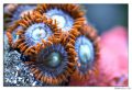 orange green zoanthids