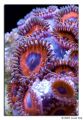 orange purple zoanthids