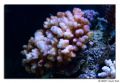 pocillopora pink