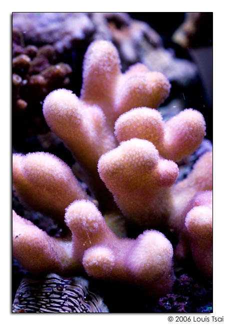 stylopora pink