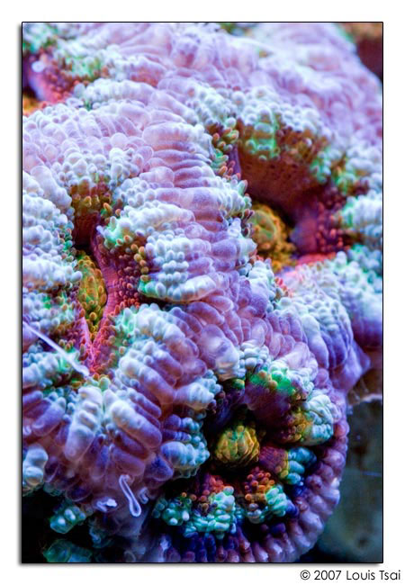 acan rainbow