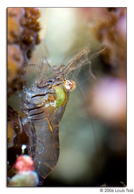 shrimp acropora