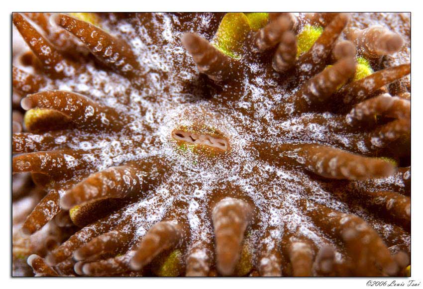 goniopora tenella 02