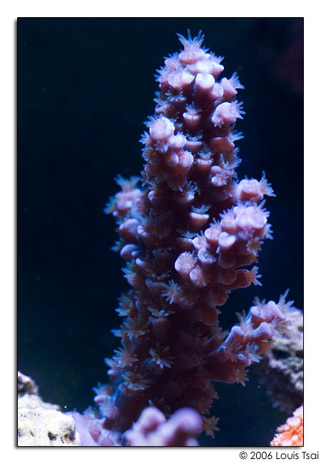 acropora blue 02