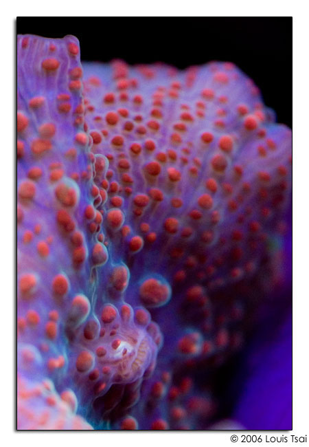 blue orange corallimorph