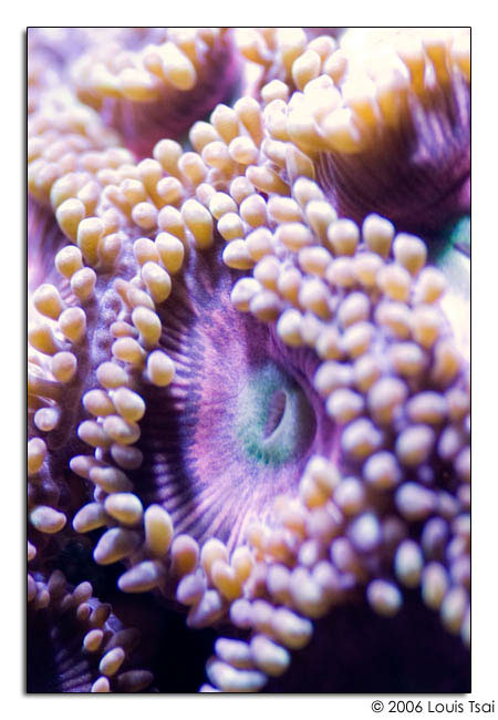 zoanthids pink green
