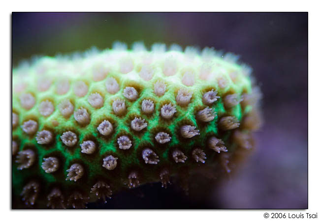 montipora green plating