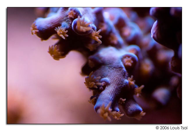 acropora blue 01