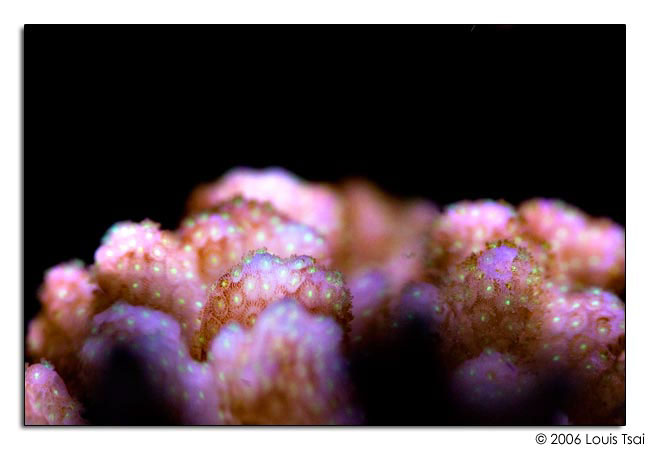 pocillopora pink closeup