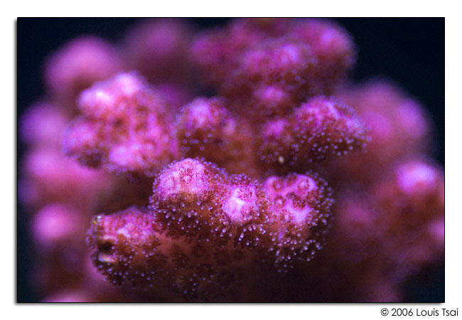 pocillopora pink 02