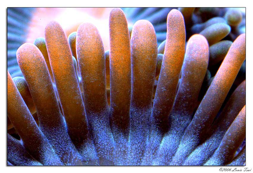 zoanthids super macro 02