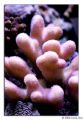 stylopora pink