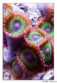 zoanthids green