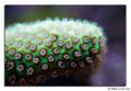 montipora green plating