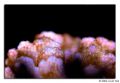 pocillopora pink closeup