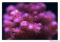 pocillopora pink 02