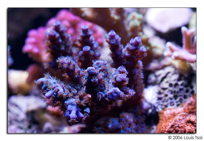 acropora blue 01a