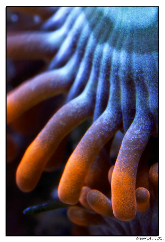 zoanthids super macro 01