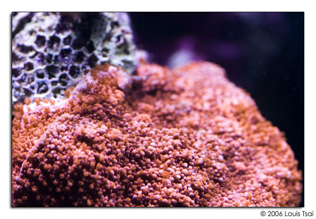 montipora orange encrusting