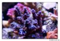 acropora blue 01a