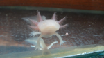 Axolotle.jpg