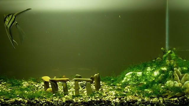 https://aquariumbg.com/forum/proxy.php?request=http%3A%2F%2Fi84.photobucket.com%2Falbums%2Fk23%2Fdon_misho%2Fstonehange_filtered.jpg&hash=25f4c9a0191679c6ec18c1137b3623c56ff9795d