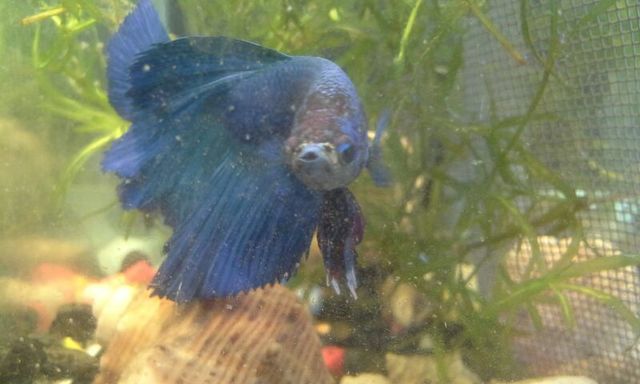 https://aquariumbg.com/forum/proxy.php?request=http%3A%2F%2Fs29.postimg.cc%2F8vygk2upj%2FBC2_A118_E3_A107_D64474_A1_BCB44_DA9_D856_A95_BF0_A13_EE022.jpg&hash=3c72648a5ce673a919df310bb26fb7df79b9d2d4