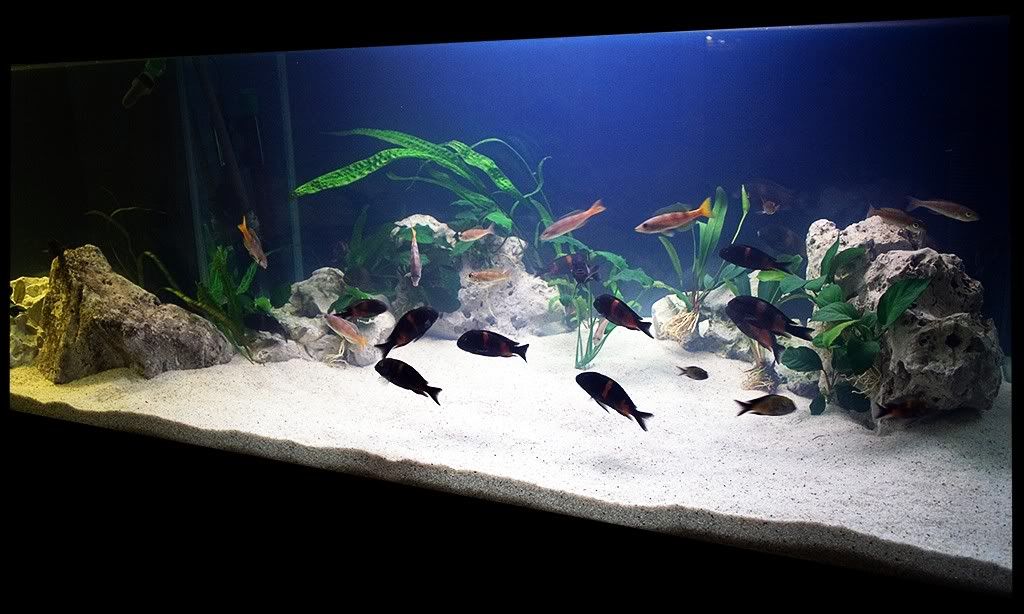 https://aquariumbg.com/forum/proxy.php?request=http%3A%2F%2Fi32.photobucket.com%2Falbums%2Fd16%2FBobby_111%2FNew%2520Tank%2F1024_4.jpg&hash=53f6560ff6765cc3a9ba4d47fb48dd69ae85b1af