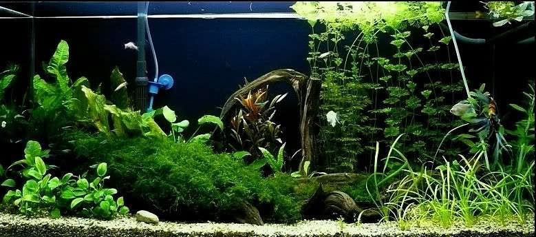 https://aquariumbg.com/forum/proxy.php?request=http%3A%2F%2Fi84.photobucket.com%2Falbums%2Fk23%2Fdon_misho%2FP10204977777_filteredcopy.jpg&hash=9603ba7a68d5d01d02fe98992f0166cd0a0024de