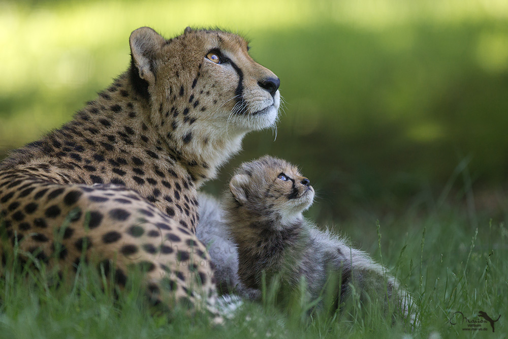 https://aquariumbg.com/forum/proxy.php?request=http%3A%2F%2Fs6.postimg.cc%2Fdhqkx1429%2Fbild_des_tages_defc5333_5c26_4281_9c4b_e7f48bafe.jpg&hash=9b88ab4a8813044ceb955478cd30acbe42686f65