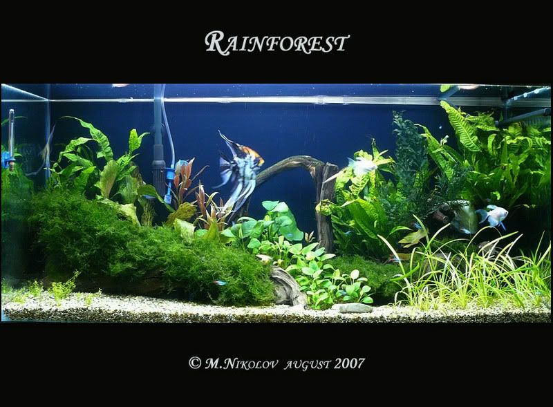 https://aquariumbg.com/forum/proxy.php?request=http%3A%2F%2Fi84.photobucket.com%2Falbums%2Fk23%2Fdon_misho%2Fcopy_filtered.jpg&hash=b57620ad65e40dc98c6c2810e7c6618ddbfb2938