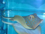 https://aquariumbg.com/forum/proxy.php?request=http%3A%2F%2Fwww.postimage.org%2FgxF97WA.jpg&hash=c12aace2516355e2a46b40a5731d809654a617ad